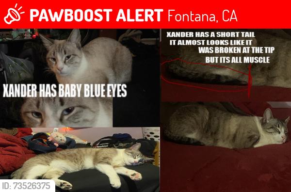 Lost Male Cat last seen Foothill, Fontana, CA 92336