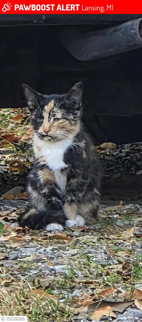 Lost Female Cat last seen Pennsylvania, Lansing, MI 48912