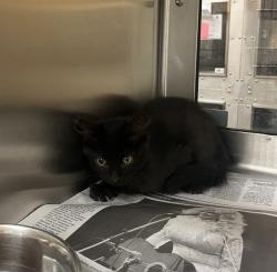 Shelter Stray Male Cat last seen Near BLOCK E HARRY ST, WICHITA KS 67218, 3303 N Hillside St, Wichita, KS 67219, USA