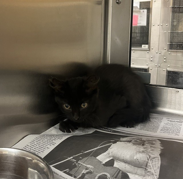 Shelter Stray Male Cat last seen Near BLOCK E HARRY ST, WICHITA KS 67218, 3303 N Hillside St, Wichita, KS 67219, USA