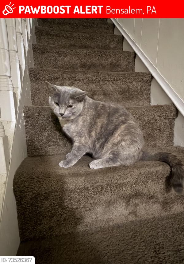 Lost Female Cat last seen Amwell or Byberry, Bensalem, PA 19020