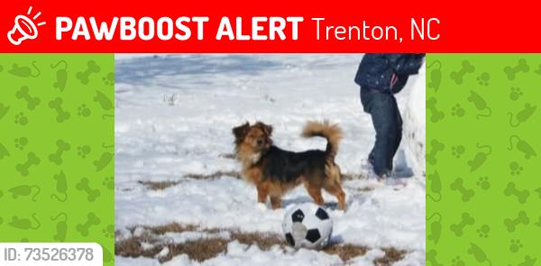 Lost Male Dog last seen Hwy 41, Trenton, NC 28585