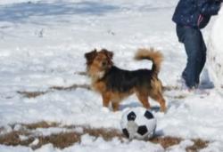 Lost Male Dog last seen Hwy 41, Trenton, NC 28585