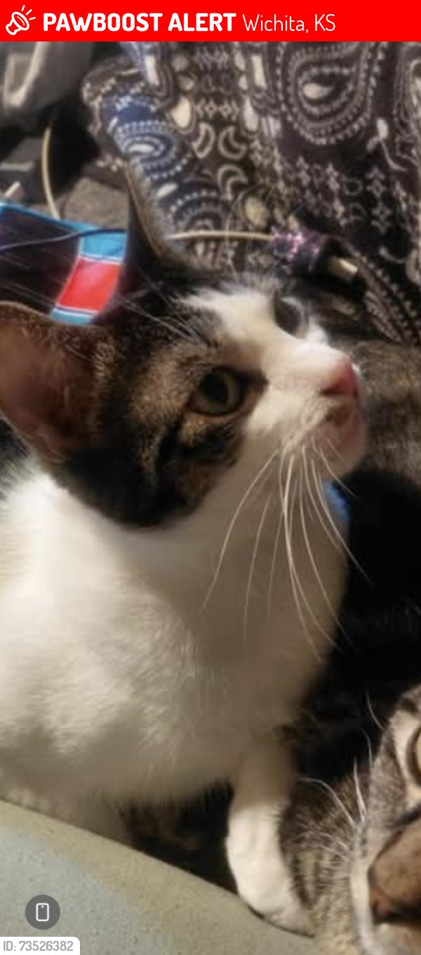 Lost Male Cat last seen South high school area, Wichita, KS 67217