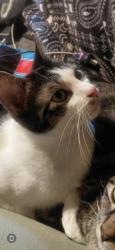 Lost Male Cat last seen South high school area, Wichita, KS 67217