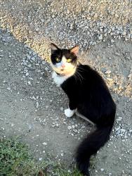 Found/Stray Unknown Cat last seen Old trail/ Liberty dr, Fort Wayne, IN 46809
