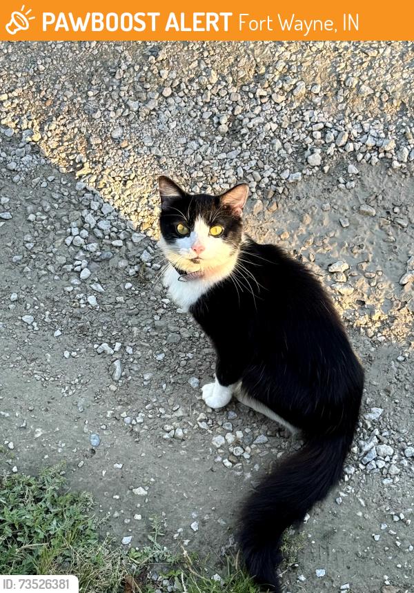 Found/Stray Unknown Cat last seen Old trail/ Liberty dr, Fort Wayne, IN 46809