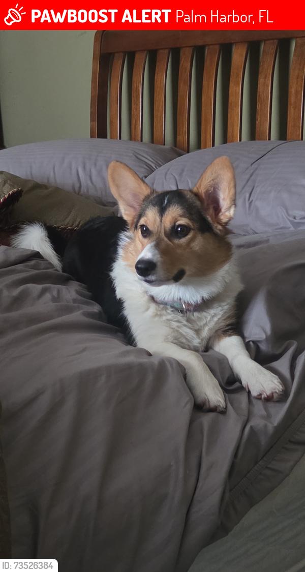 Lost Female Dog last seen St Ives Dr and Tampa Road, Palm Harbor, FL 34684