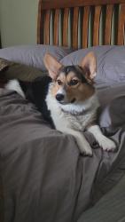 Lost Female Dog last seen St Ives Dr and Tampa Road, Palm Harbor, FL 34684