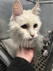 Found/Stray Male Cat last seen Anthwyn Rd and Montgomery Ave, Narberth, PA 19066