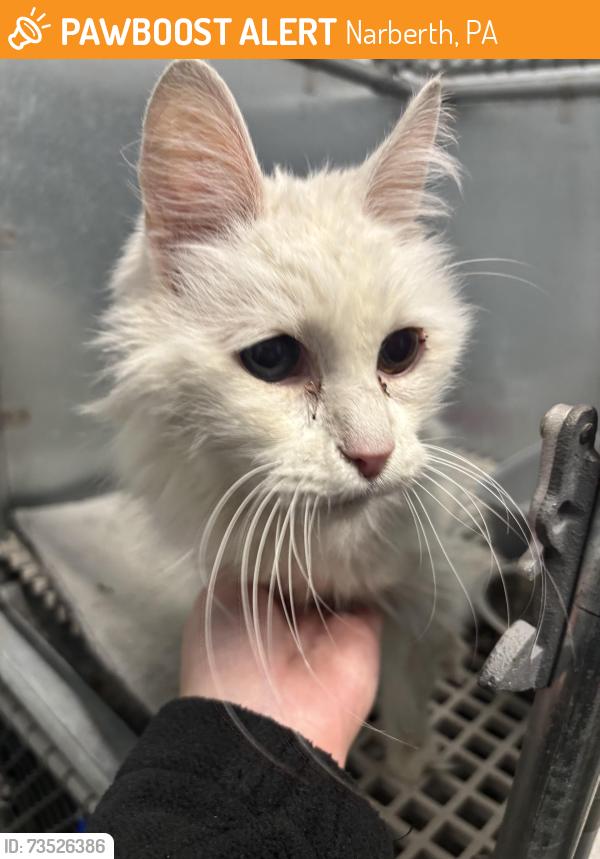 Found/Stray Male Cat last seen Anthwyn Rd and Montgomery Ave, Narberth, PA 19066