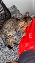 Lost Male Cat last seen Terraces of fall creek apmts, Humble, TX 77396