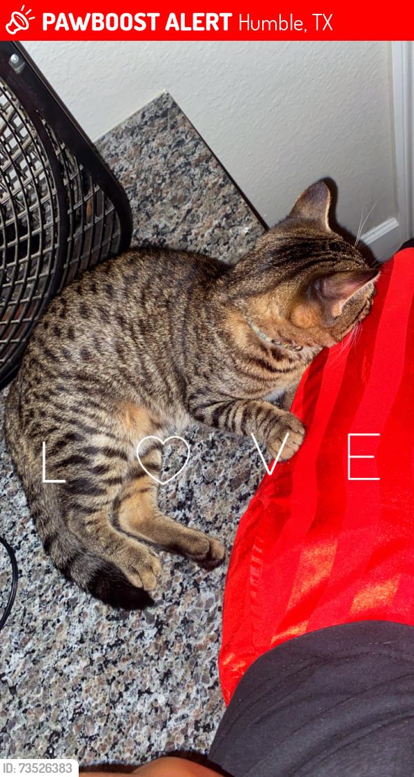 Lost Male Cat last seen Terraces of fall creek apmts, Humble, TX 77396