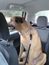 Lost Male Dog last seen Jones rd, Macon, GA 31216