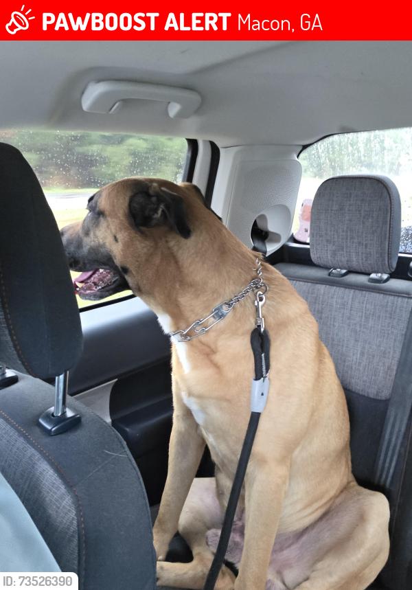 Lost Male Dog last seen Jones rd, Macon, GA 31216