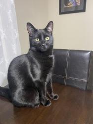 Lost Male Cat last seen Near Whetherfield St, London, ON N6H 0B6