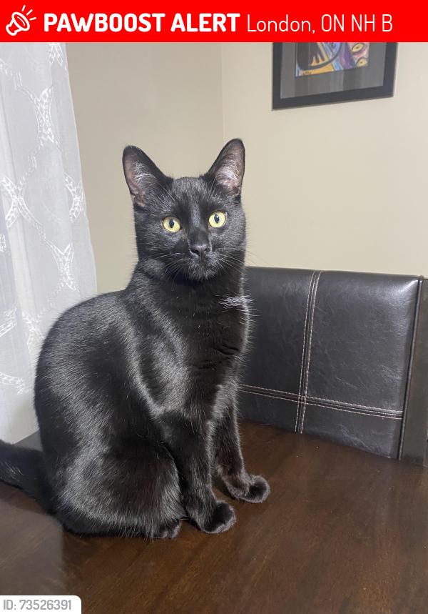 Lost Male Cat last seen Near Whetherfield St, London, ON N6H 0B6