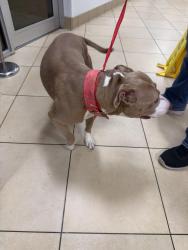 Lost Female Dog last seen 66th, Tamarac, FL 33068