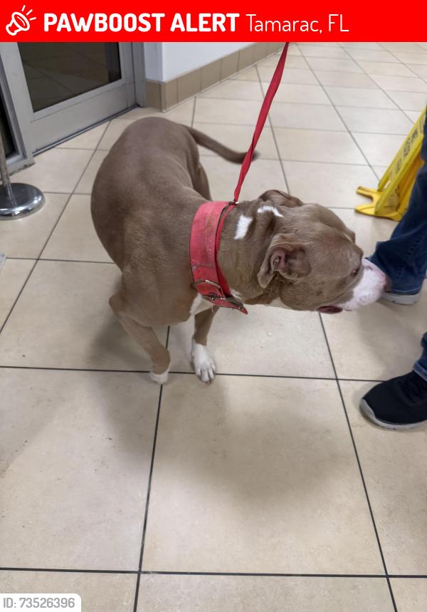 Lost Female Dog last seen 66th, Tamarac, FL 33068