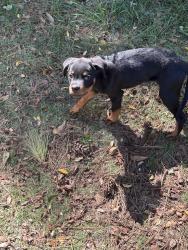 Found/Stray Male Dog last seen Windsor Dr SW and Sandringham Dr SW, Atlanta, GA 30311