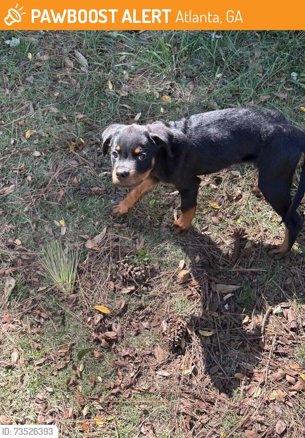 Found/Stray Male Dog last seen Windsor Dr SW and Sandringham Dr SW, Atlanta, GA 30311