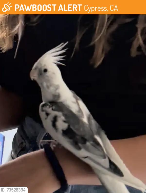 Found/Stray Unknown Bird last seen Walker & Lincoln, Cypress, CA 90630