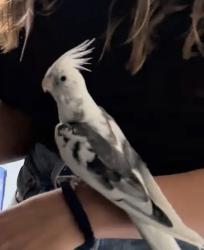 Found/Stray Unknown Bird last seen Walker & Lincoln, Cypress, CA 90630