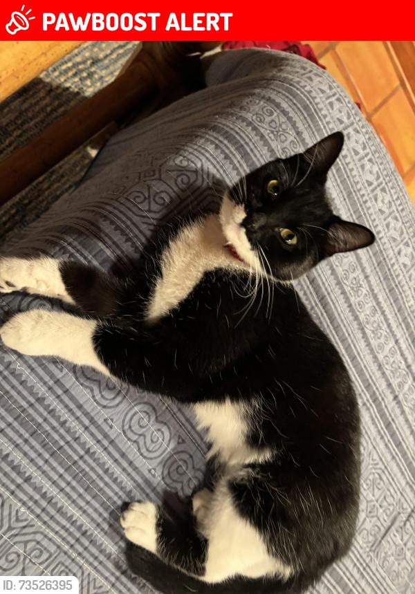 Lost Female Cat last seen Columbus Park/Bayita Lane, Bernalillo County, NM 87107