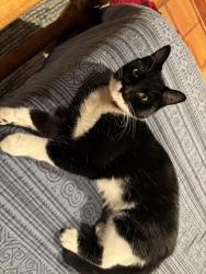 Lost Female Cat last seen Columbus Park/Bayita Lane, Bernalillo County, NM 87107