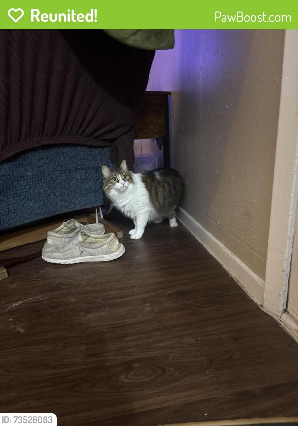 Reunited Female Cat last seen Duval/Thunder creek rd, Austin, TX 78759