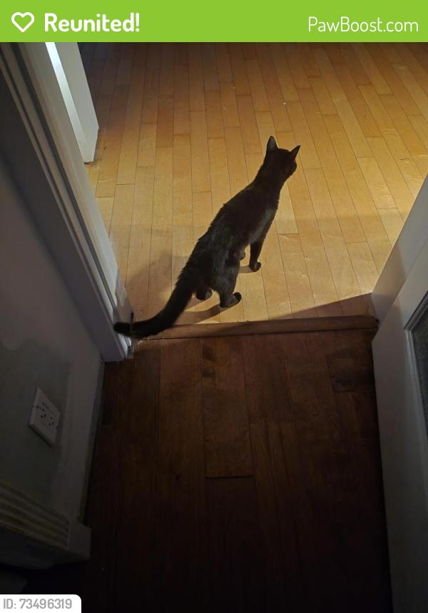 Reunited Female Cat last seen Near Pine Tree Lane, West Palm Beach, FL 33406