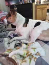 Lost Female Dog last seen On the nearest cross street is Zinfandel and Folsom boulevard and rancho Cordova, Rancho Cordova, CA 95670