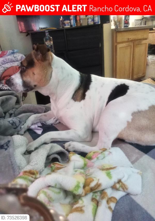Lost Female Dog last seen On the nearest cross street is Zinfandel and Folsom boulevard and rancho Cordova, Rancho Cordova, CA 95670