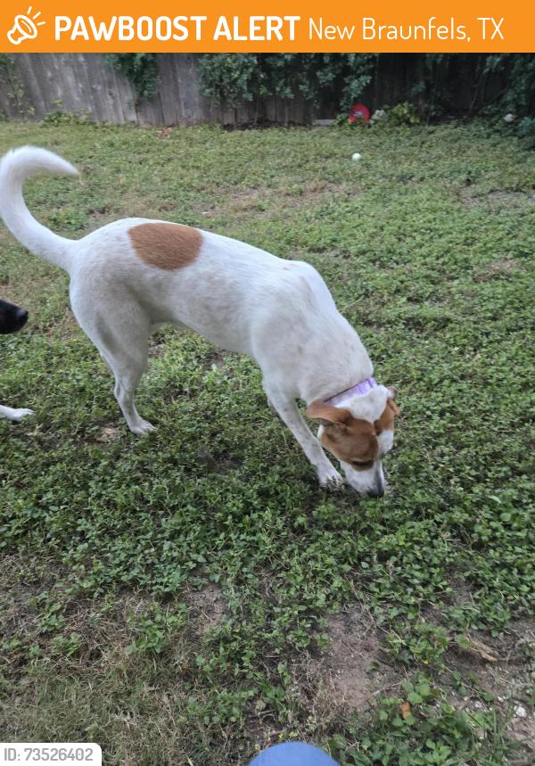 Found/Stray Female Dog last seen Kohls, New Braunfels, TX 78130