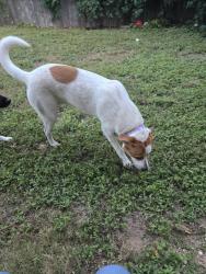 Found/Stray Female Dog last seen Kohls, New Braunfels, TX 78130