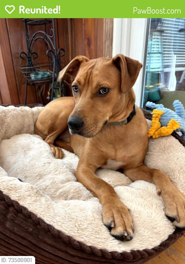 Reunited Male Dog last seen Morrison St, Middendorf Rd, Chesterfield County, SC 29550