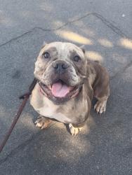 Shelter Stray Female Dog last seen Near S 32nd Street, San Diego, CA, 92113, 5500 Gaines St, San Diego, CA 92110, USA