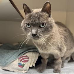 Shelter Stray Male Cat last seen Near E 4th Avenue, Escondido, CA, 92025, Escondido, CA 92027, USA