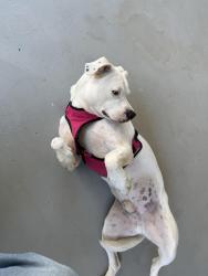 Found/Stray Male Dog last seen Downtown Cowpens, Cowpens, SC 29330