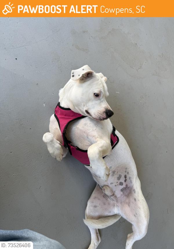 Found/Stray Male Dog last seen Downtown Cowpens, Cowpens, SC 29330