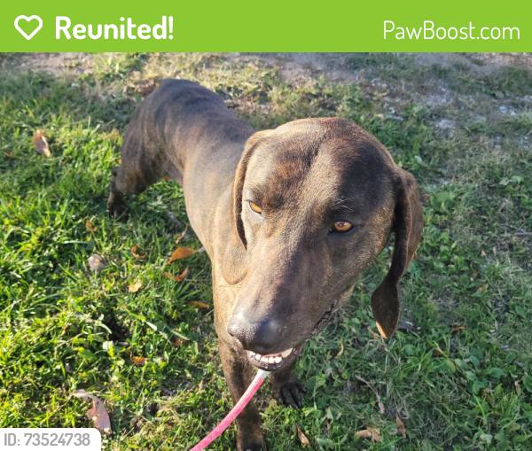 Reunited Male Dog last seen County Road W, Maple Creek, WI 54961