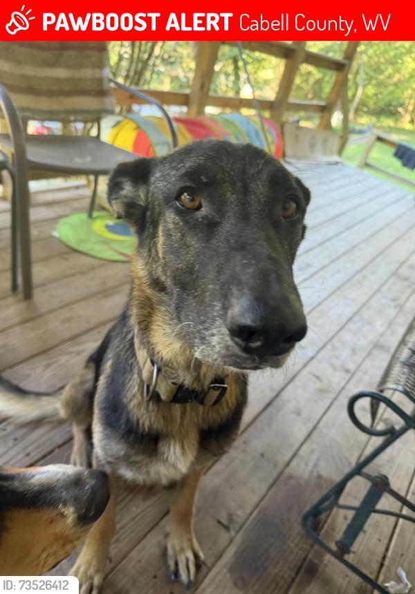 Lost Female Dog last seen Green valley rd, Cabell County, WV 25701