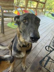 Lost Female Dog last seen Green valley rd, Cabell County, WV 25701