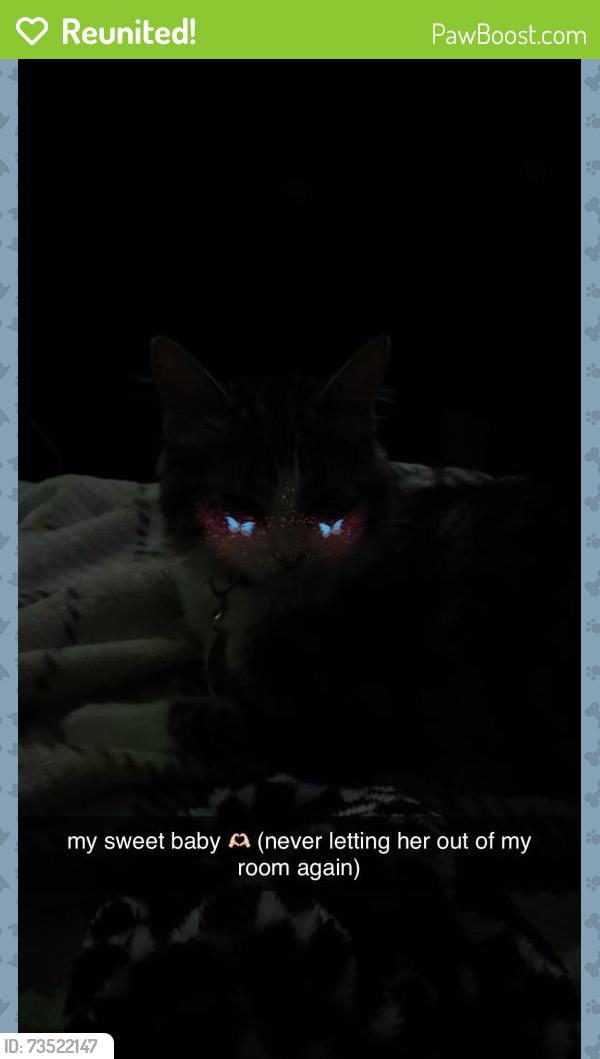 Reunited Female Cat last seen rockpoint apmts, Bluffdale, UT 84065