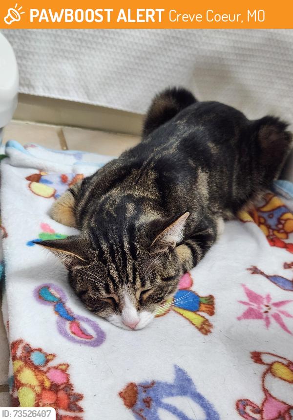 Found/Stray Female Cat last seen Olive Blvd, Highway 270, near Creve Coeur Weber Chevrolet, Creve Coeur, MO 63141