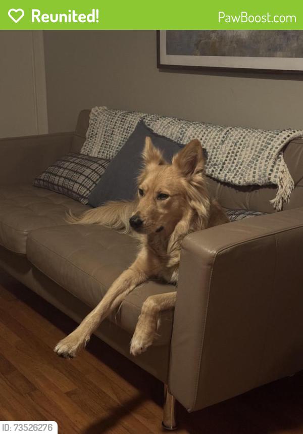 Reunited Female Dog last seen Cumberland dr, Shelby, NC 28150