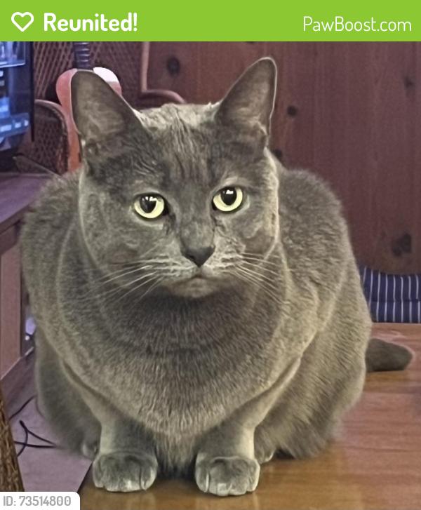 Reunited Female Cat last seen Center St, Salem, OR 97301