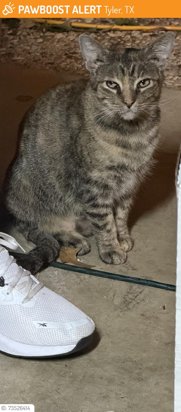 Found/Stray Female Cat last seen Shelley Dr., Tyler, TX 75701
