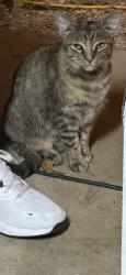 Found/Stray Female Cat last seen Shelley Dr., Tyler, TX 75701