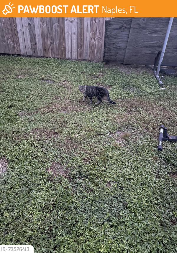 Found/Stray Unknown Cat last seen US41 and Sam’s Foodmart on the corner, Naples, FL 34108